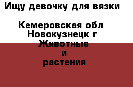 Ищу девочку для вязки - Кемеровская обл., Новокузнецк г. Животные и растения » Собаки   